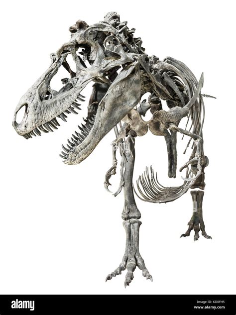 Tyrannosaurus Rex Scheletro Di Dinosauro Immagini E Fotografie Stock Ad