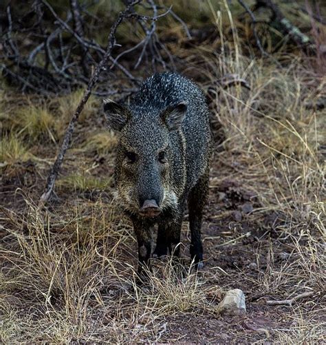 Javelina Collared Peccary By Renny Spencer Collared Peccary Desert