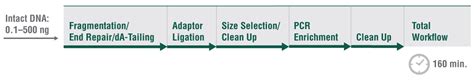 Nebnext Kits F R Mgi Sequencing New England Biolabs Gmbh