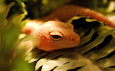 Gecko Full Hd Wallpaper And Background Image X Id