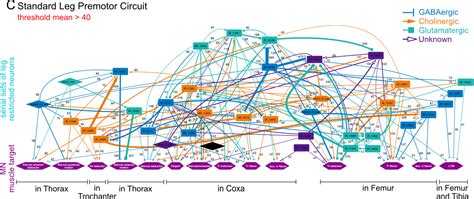 The First Connectome of a Complex Ventral Nerve Cord – Fly Connectome