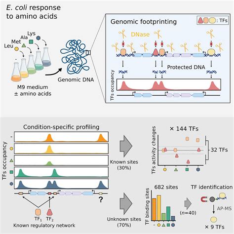 Genomic Footprinting Uncovers Global Transcription Factor Responses To