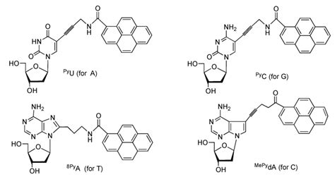 Structures of four BDF nucleobases. | Download Scientific Diagram