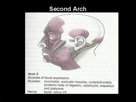 Pharyngeal Arches Primitive Pharynx Stomodeum Hind Brain Vesicle