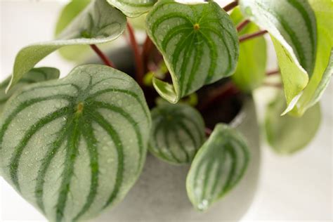 How To Grow And Care For Watermelon Peperomia