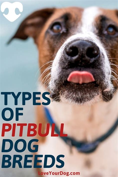 Types Of Pitbulls Differences Appearances Traits And Pictures