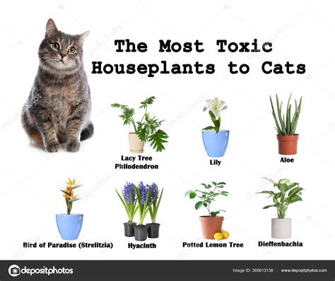 Are Houseplants Toxic To Cats Marisha Lantz