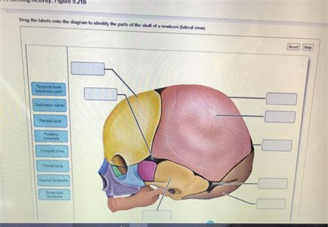 Solved 21b Drag The Labels Onto The Diagram To Identify The