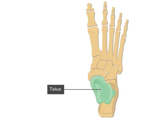 Foot Bones Anatomy Getbodysmart