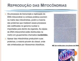 Mitoc Ndrias Ppt