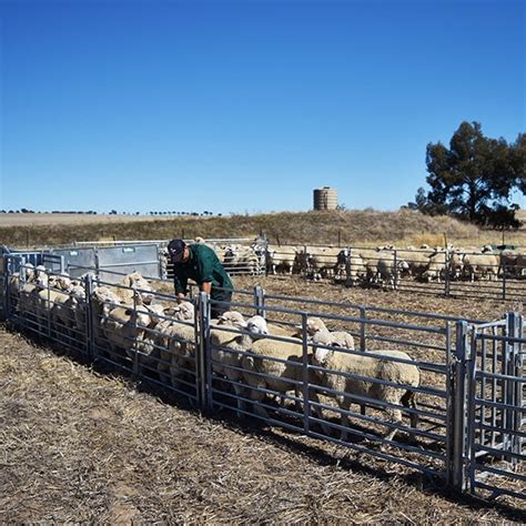 Portable Sheep Yards Proway