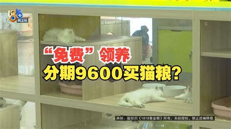 【1818黄金眼】免费领养蓝猫分期9600买套餐，生病后分期不能停？ Youtube