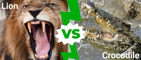 Lion vs Crocodile: Who Would Win in a Fight? - IMP WORLD