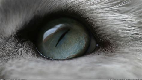 Cat Eyes Wallpapers - 4k, HD Cat Eyes Backgrounds on WallpaperBat