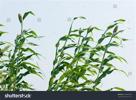 Jowar Grain Sorghum Crop Farm Salunkwadi Stock Photo 278660348