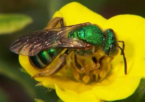 7 Types Of Bees Names Characteristics And Photos