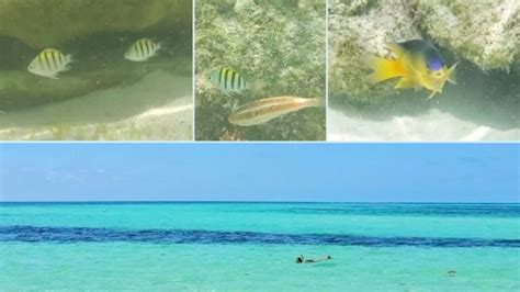 5 Best Florida Keys Snorkeling Spots For Beginners From Shore Or Beach