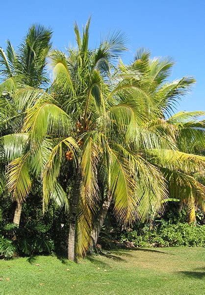 National Tropical Botanical Garden Cocos Nucifera Plant Detail