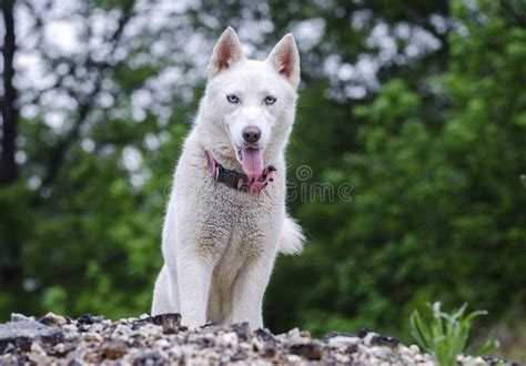 白色西伯利亚爱斯基摩人 库存照片 图片 包括有 笨蛋 似犬 气流 德语 人道 佐治亚 摄影 83196542