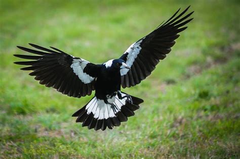 Brace yourself, Canberra: magpie swooping season begins | The Canberra Times | Canberra, ACT