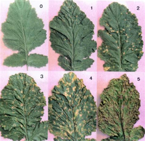 Mustard crop diseases : Identification and management