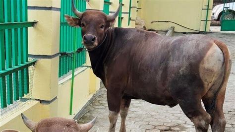 Hari Raya Idul Adha Sebentar Lagi Pahami Syarat Sah Berkurban