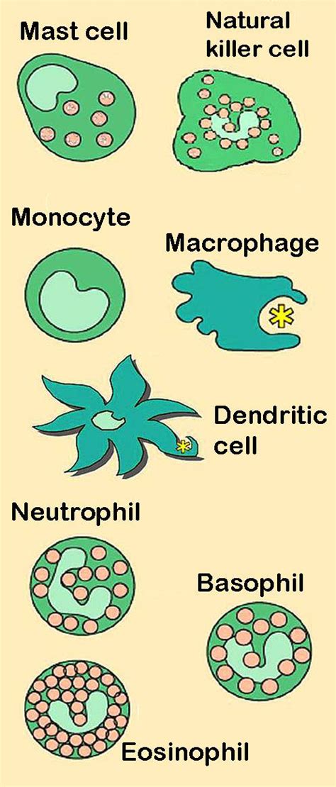 Difference Between Innate and Adaptive Immunity | Definition ...