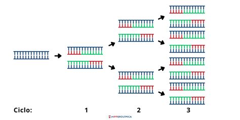 O Que Pcr Polymerase Chain Reaction E Para Que Serve Hipperqu Mica