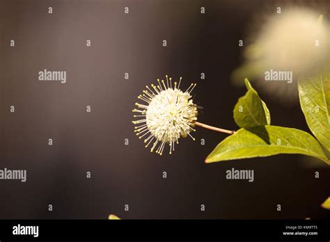 White Flower On Buttonbush Plant Cephalanthus Occidentalis Blooms In