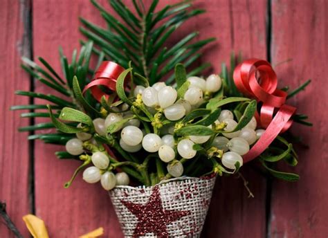 Cuidados Indispensables Para La Poinsettia En Casa Consejos Para