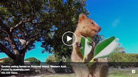 Quokka eating leaves on Rottnest Island, Western Australia - Australia One