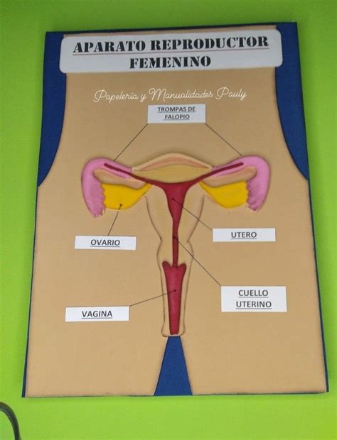 Aparato Reproductor Femenina Trucos Para La Escuela Sistema