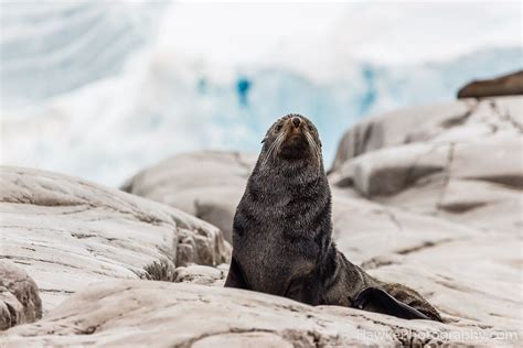 Antarctica Wildlife | Hawke Photography