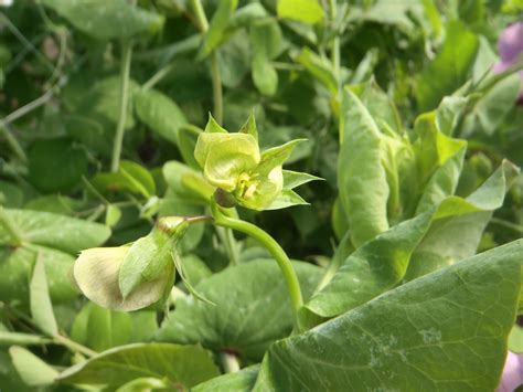 picked  carrot purple pea flowers cross pollinating