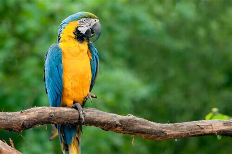 Blue macaw: habitat and characteristics