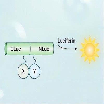 Luciferase Complementation Assay Lca Luciferase