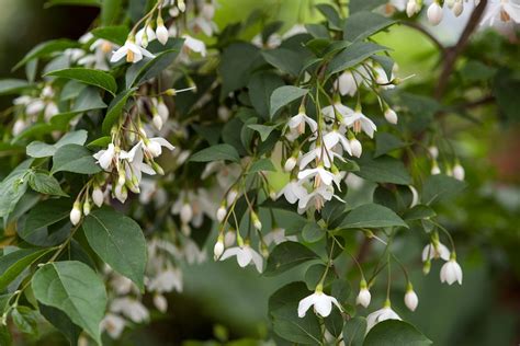 Best Plants for a Japanese Garden - BBC Gardeners World Magazine