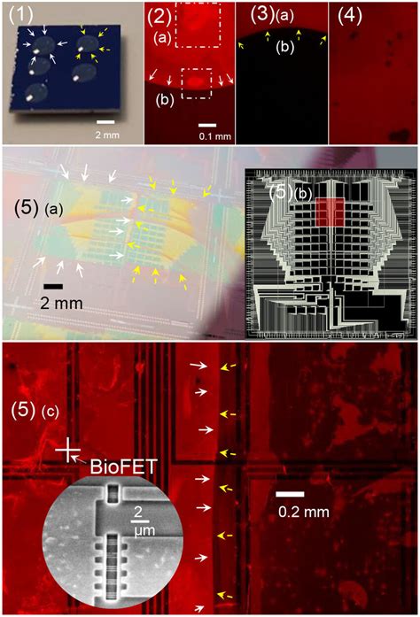 Fluorescence Micrographs Of Different Regions Of Interest Showing