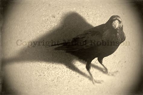 Crow Raven Wings. Black Bird. Original Digital Photograph. Wall Decor ...