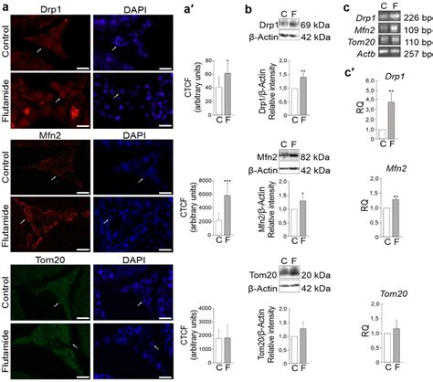 Immunofluorescence Localization Of Drp Mfn And Tom Control