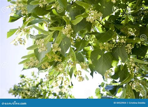 Linden flowers stock photo. Image of extract, linden, nervousness - 8452904