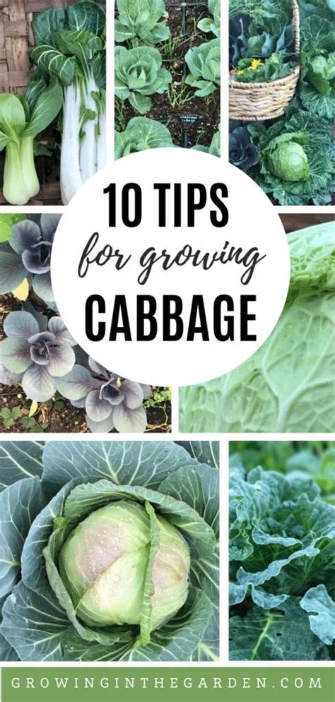 How To Grow Cabbage Tips For Growing Cabbage Growing In The Garden