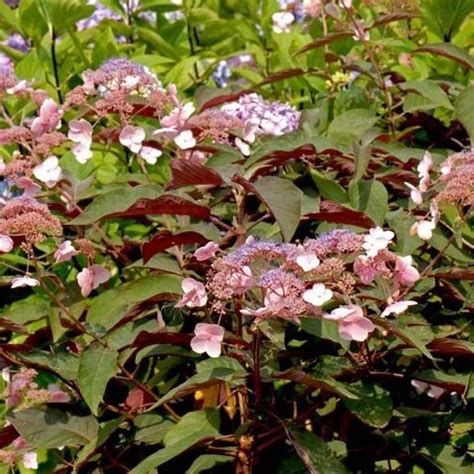 Hydrangea Aspera Hot Chocolate Hortensia Asperra Brun Plantes