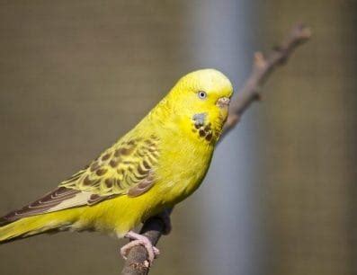 500 Most Popular Names for Budgies for Boys and Girls | PetPress