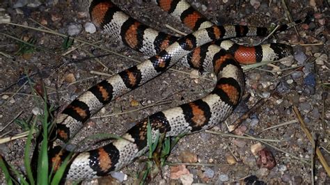 Snakes of Colorado | Museum of Natural History | University of Colorado Boulder