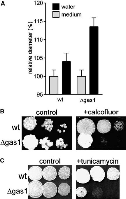 The D Gas Mutant Displays Increased Sensitivity To Low Osmotic