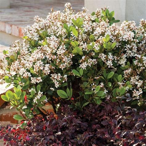 Southern Living 2 Gal Spring Sonata Indian Hawthorn Live Evergreen