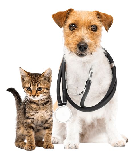 companion animal hospital kenosha