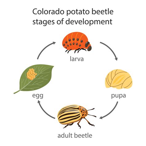 Colorado potato beetle insect development stages. Egg, larva, pupa