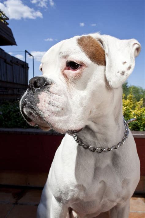 White boxer dog stock photo. Image of pedigree, canine - 24941708